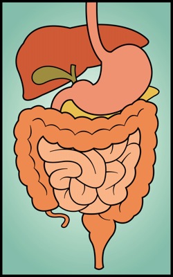 Digestive Tract - crohn's disease treatment in charlotte