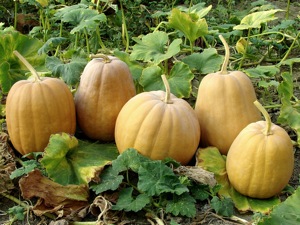 Pumpkins - charlotte weight loss programs