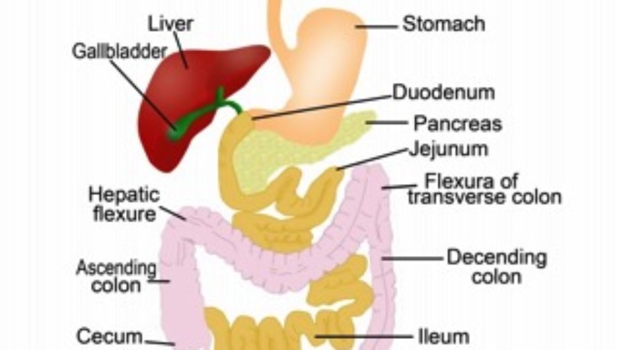 Digestive System - charlotte hormone imbalance treatment