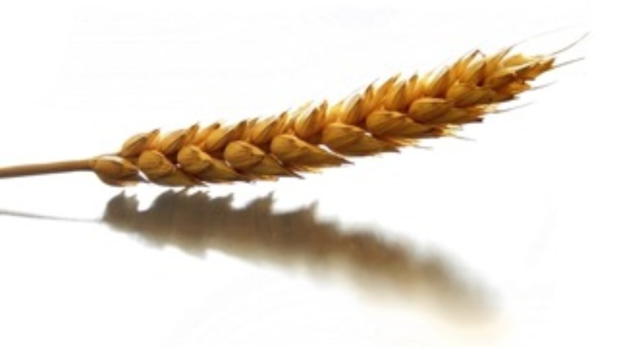 Wheat - food sensitivity testing in charlotte