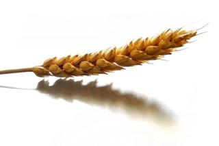 Wheat - food sensitivity testing in charlotte