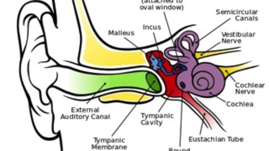 Chart of Ear - charlotte brain inflammation treatment