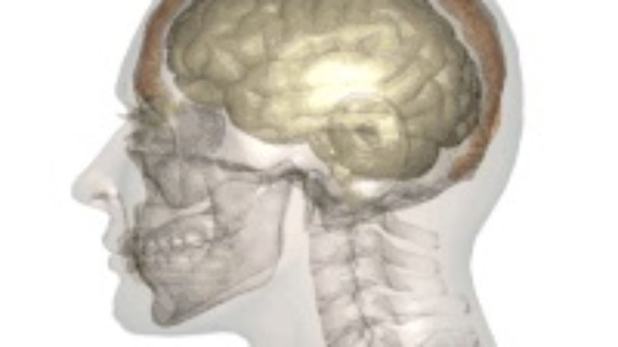 Brain - brain inflammation treatment in charlotte