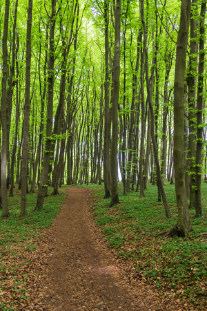 Path In The Woods - charlotte autoimmune disorder treatment